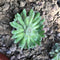 Sempervivum arachnoideum - Cobweb Houseleek Plants myBageecha - myBageecha
