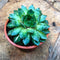 Sempervivum Tectorum Common Houseleek Succulent Plant
