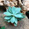 Senecio Cephalophorus Mountain Fire Succulent Plant