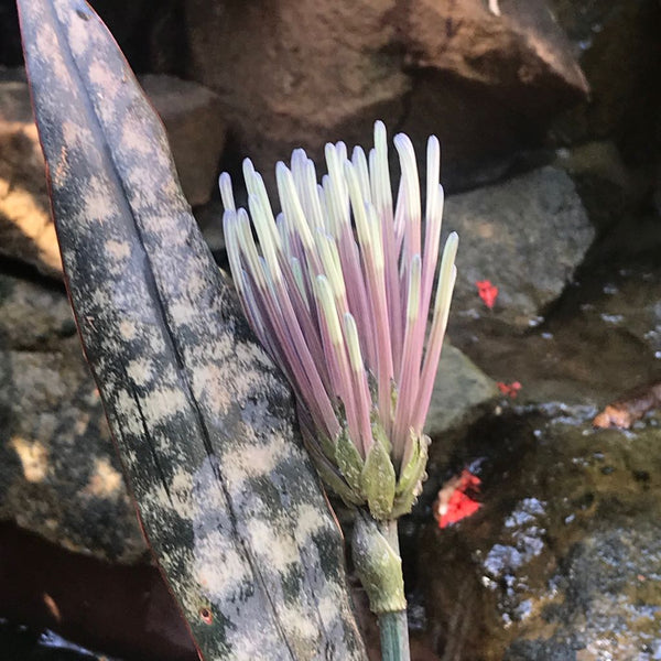 sansevieria kirkii pulchra Sansevieria Kirkii Coppertone Decorative Plant