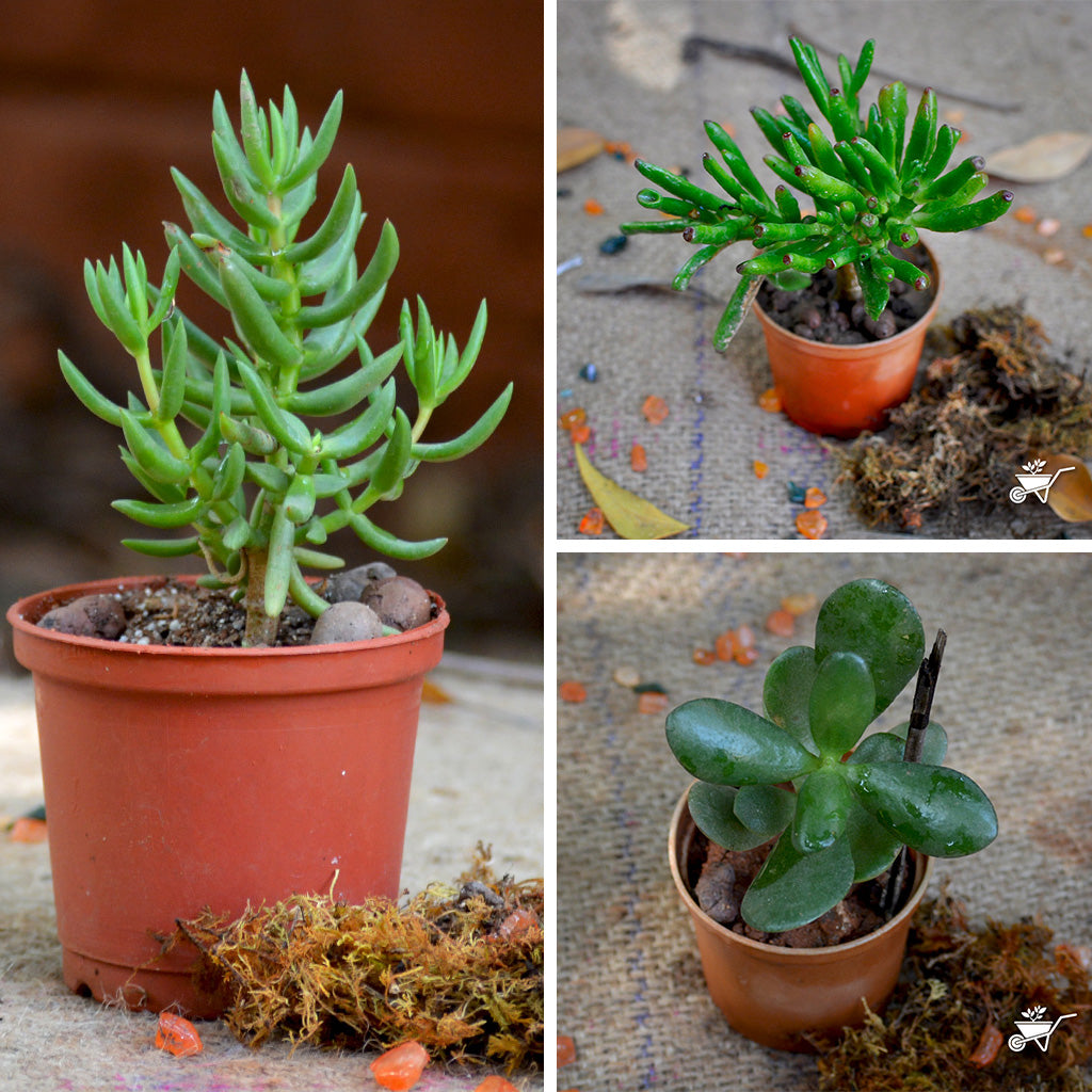 Set of 3 Crassula Succulent Plants - myBageecha