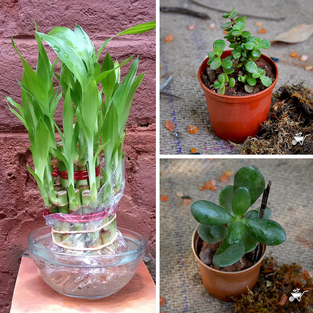 Set of 3 Lucky Plants - myBageecha