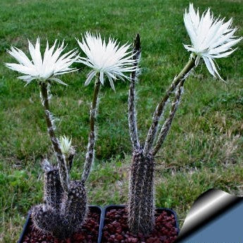 Setiechinopsis Mirabilis Flower of Prayer Cactus Plant - myBageecha