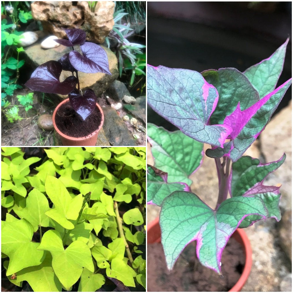 Set of 3 Hanging Colorful Ipomoea Plants - myBageecha