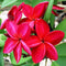 Plumeria Siam Red Plant