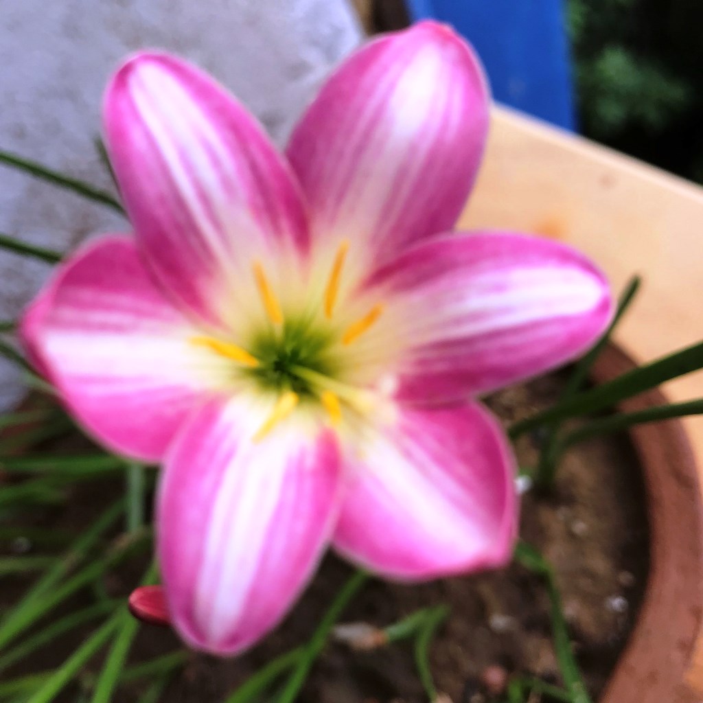 Rain Lily 'Small Hybrid' (Bulbs) - myBageecha