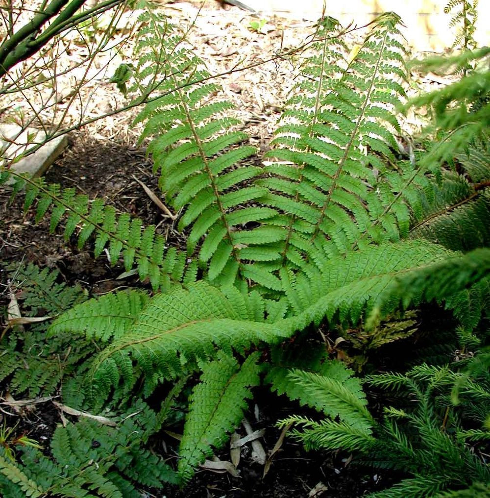 Polystichum setiferum-Soft Shield Fern Plants myBageecha - myBageecha