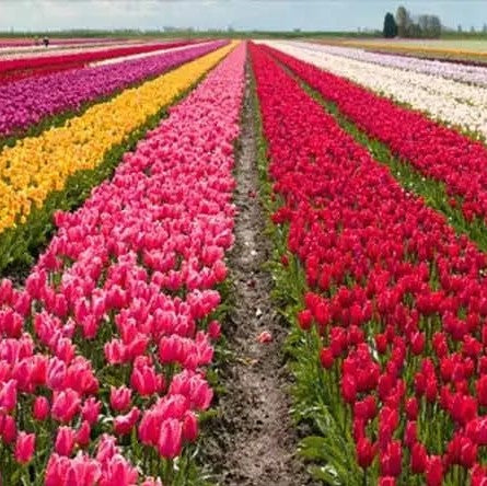 Clusters of Soft pink Tulip Big Love blossoms with smooth petals in farm land