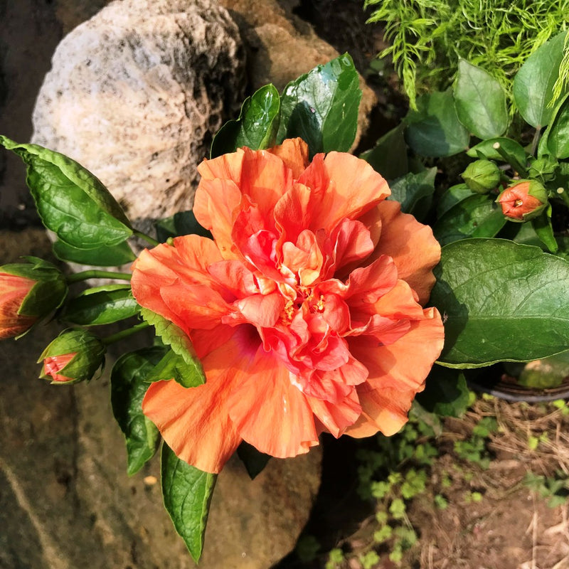 Hibiscus Spanish Dancer Plant
