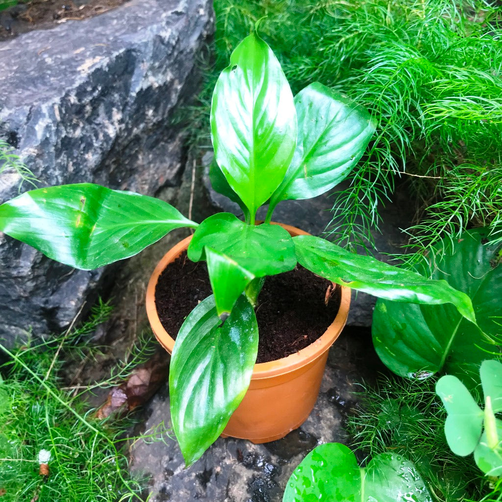 Peace Lily Petite Plant - myBageecha