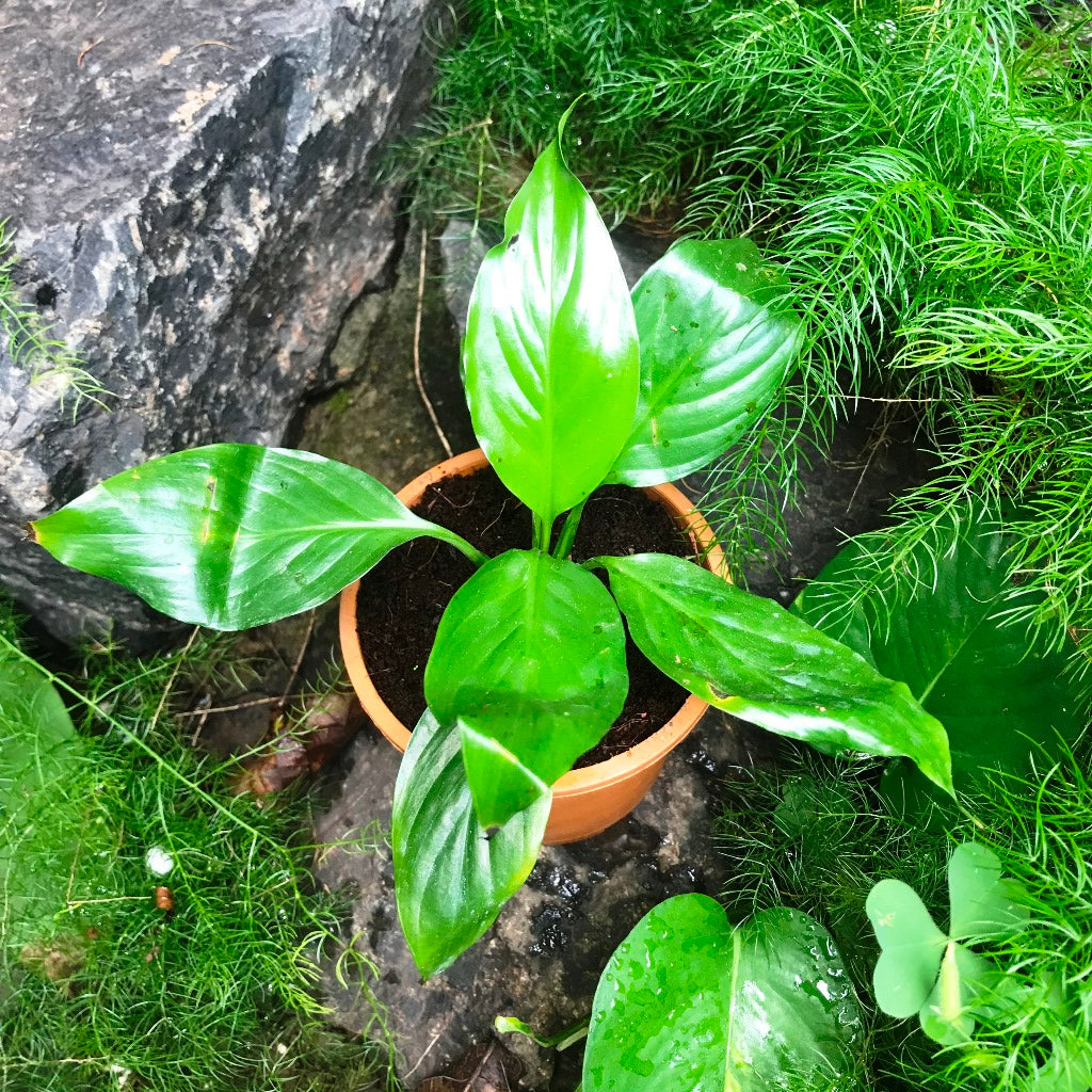 Peace Lily Petite Plant - myBageecha