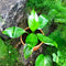 Peace Lily Petite Plant