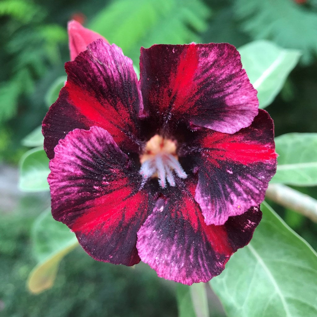 Speckled Crimson Adenium Plant - myBageecha