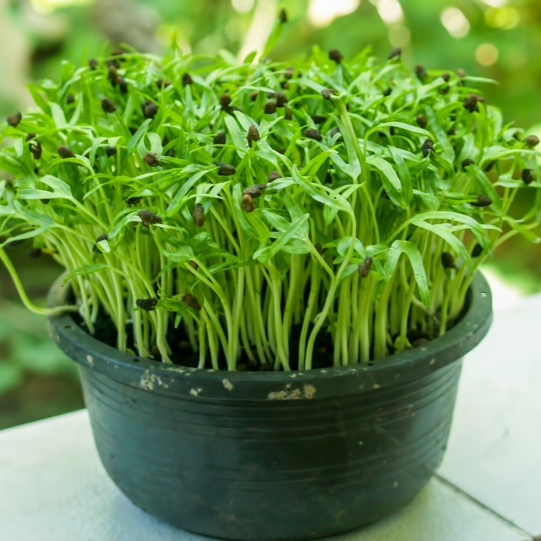 Spinach Microgreen Seeds - myBageecha