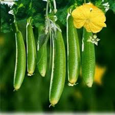 Sponge Gourd Galka – desi vine, summer harvest – myBageecha