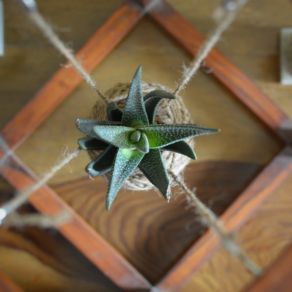 Kokedama Accessories - Cuboid Stand - myBageecha