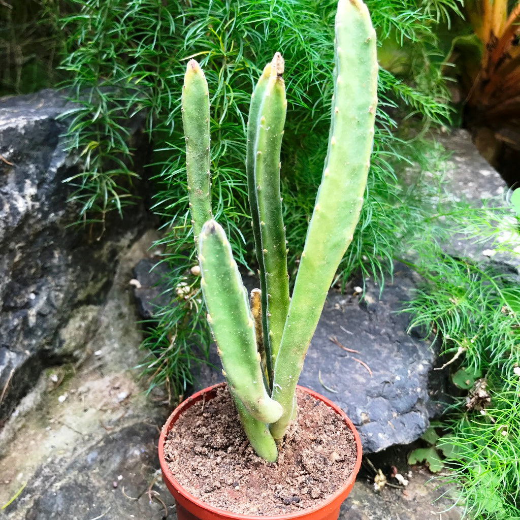Stapelia Leendertziae Succulent Plant - myBageecha