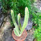 Stapelia Leendertziae Succulent Plant