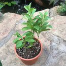 Stevia Rebaudiana Bertoni Plant