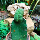 Sulcorebutia Cristata Cactus Plant