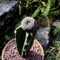 Sulcorebutia Rauschii f. Violacidermis Cactus Plant