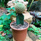 Sulcorebutia Pampagrandensis Cactus Plant