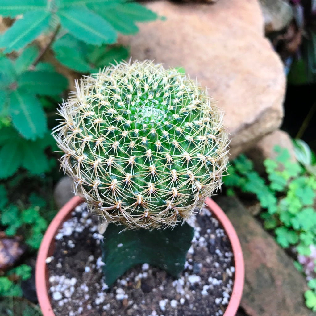 Sulcorebutia Pampagrandensis Cactus Plant - myBageecha