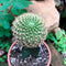 Sulcorebutia Pampagrandensis Cactus Plant