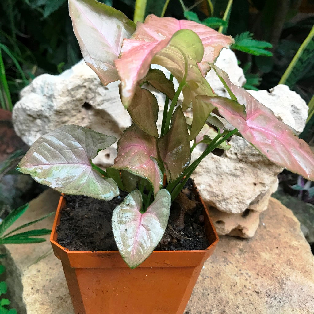 Syngonium Pink Allusion Plant - myBageecha