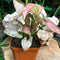 Syngonium Pink Allusion Plant
