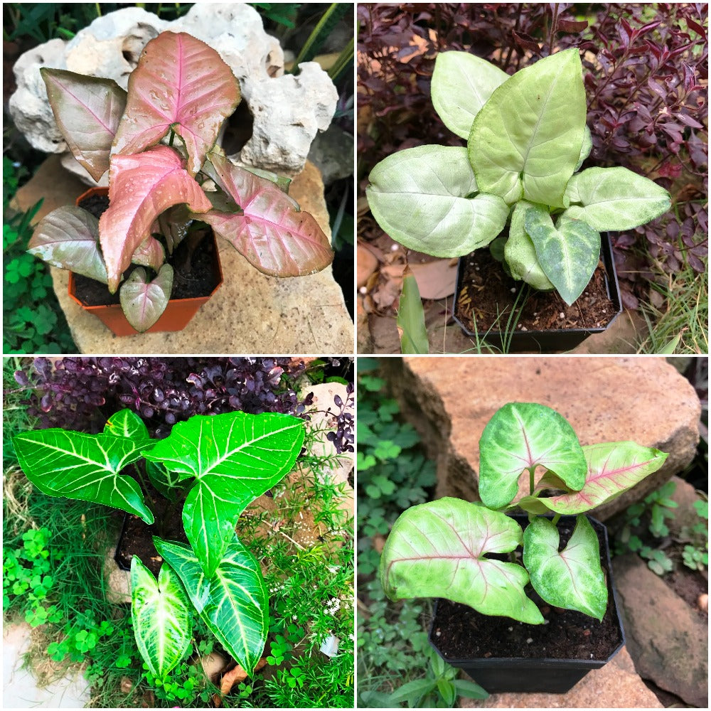 Assorted Syngoniums - Noak+White Butterfly+Pink Allusion+Cream Allusion (Pack of 4) Plants - myBageecha