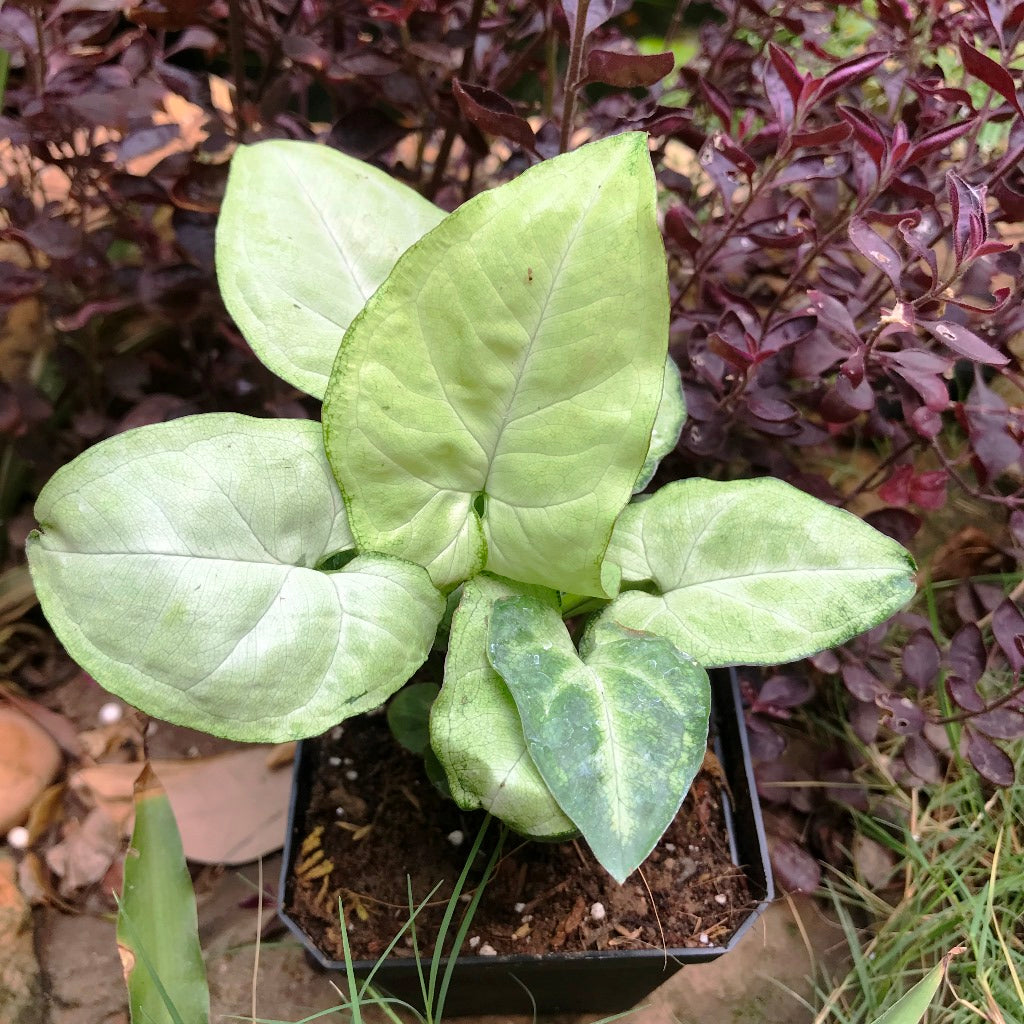 Syngonium White Butterfly Plant - myBageecha