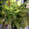 Syngonium 'Cream Allusion' Plants myBageecha - myBageecha