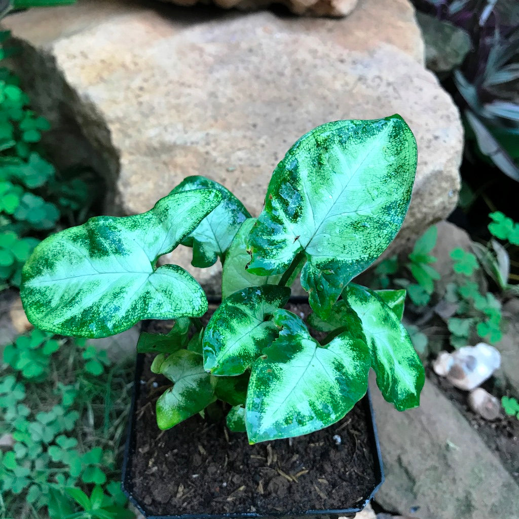 Syngonium Pixie Plant - myBageecha