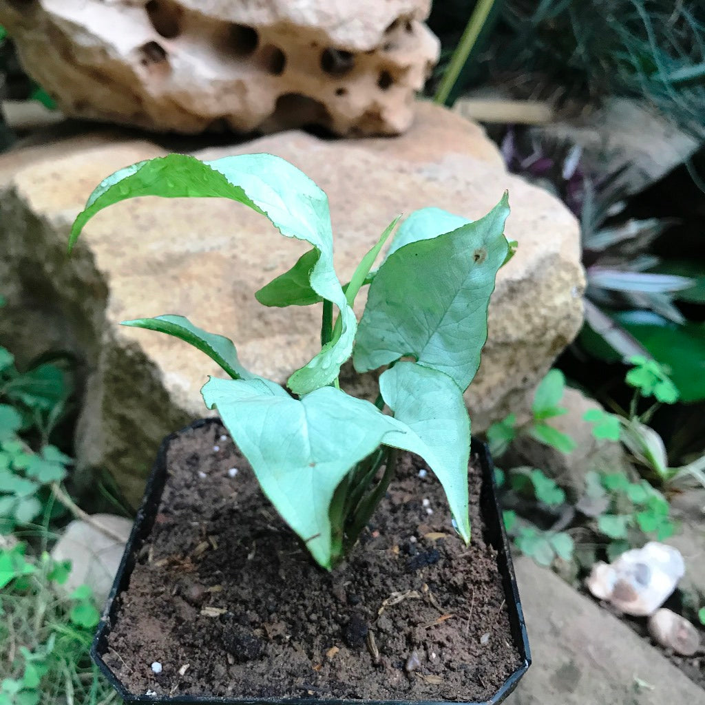 Syngonium Narrow Leaf Plant - myBageecha