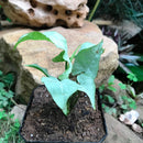 Syngonium Narrow Leaf Plant