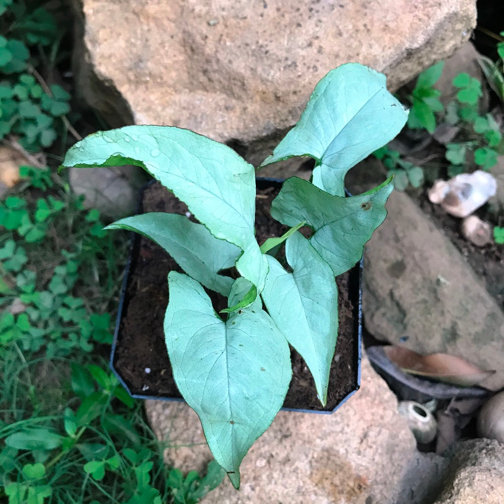 Syngonium Narrow Leaf Plant - myBageecha