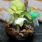 10" Fish Pot Planter With Neck Garden Essentials myBageecha - myBageecha