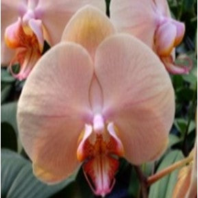 Phalaenopsis-t 2213 - myBageecha