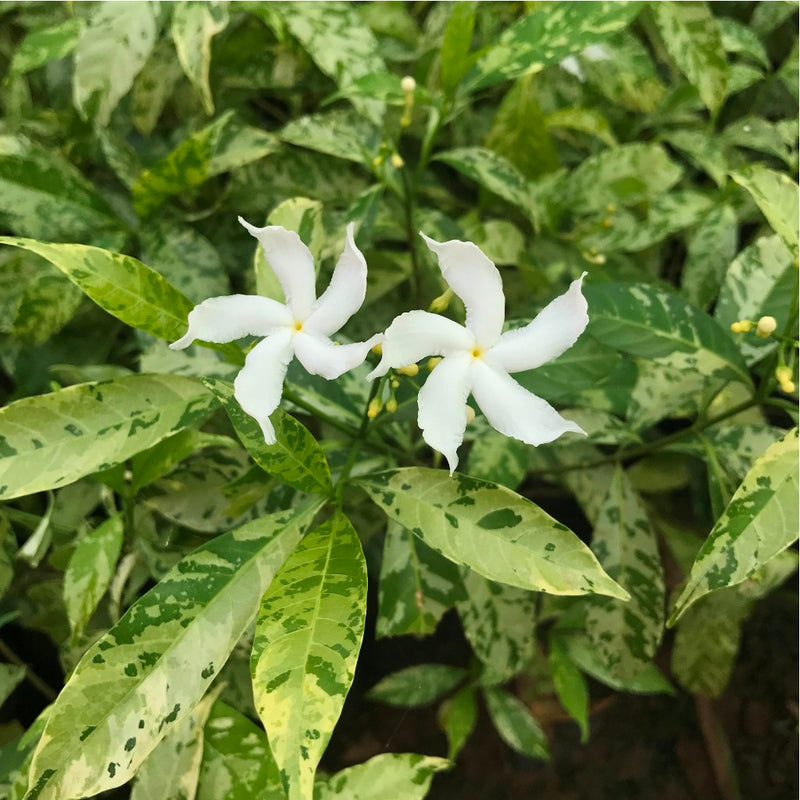Variegated Crepe Jasmine Plant