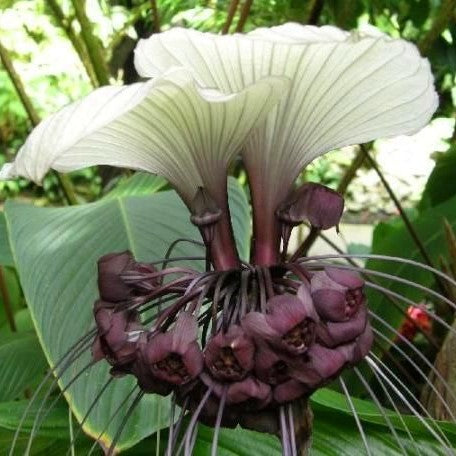 Tacca 'Integrifolia' (Bulbs) - myBageecha