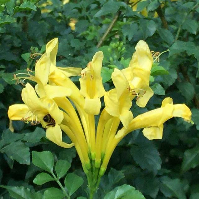 Golden Yellow Cape Honeysuckle 'Aurea' Plants myBageecha - myBageecha