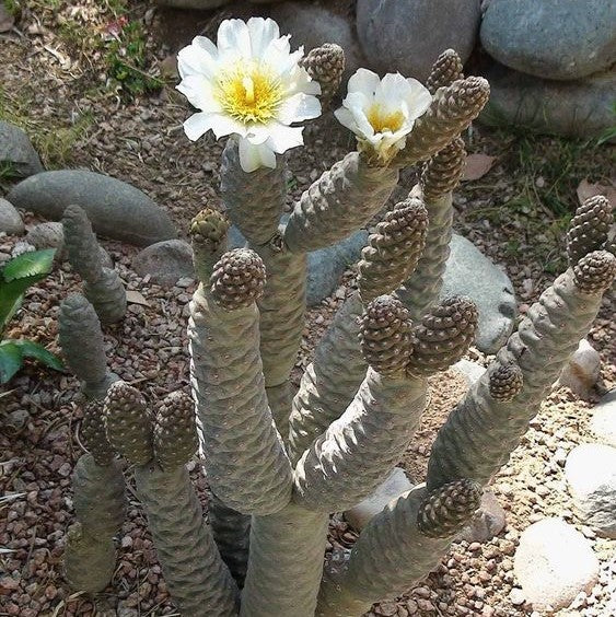 Tephrocactus Articulatus var. Inermis Cactus Plant - myBageecha