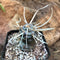 Tephrocactus Articulatus var. Papyracanthus Cactus Plant
