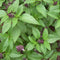 Thai Basil_Ocimum x citriodorum Plants myBageecha - myBageecha