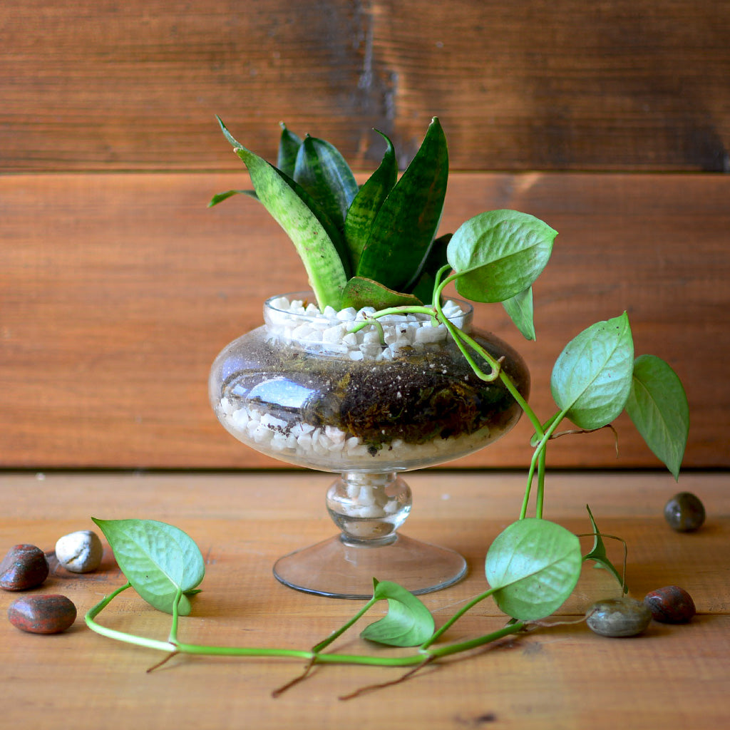 money plant in terrarium Money Goblet Terrarium Kit