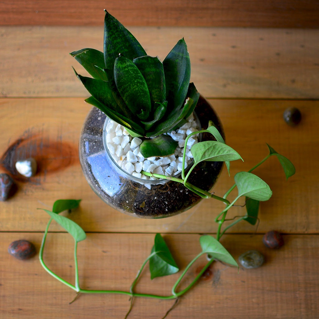 money plant in terrarium Money Goblet Terrarium Kit