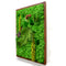 The Enchanted Wildwoods Moss Frame with Dark Wood