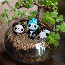 Three Jaded Pandas Terrarium Kit