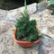 Thuja Chinensis Bonsai Plant